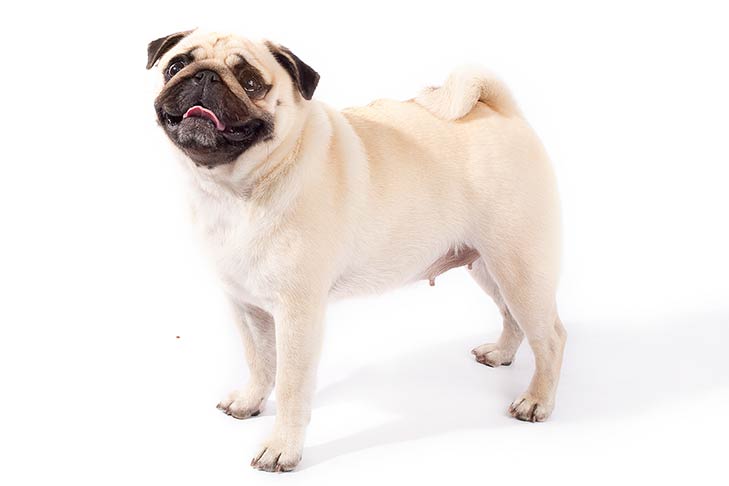 تصویر پاگ (Pug)